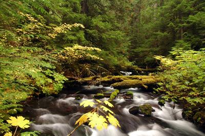 Pamelia Creek, autumn 1