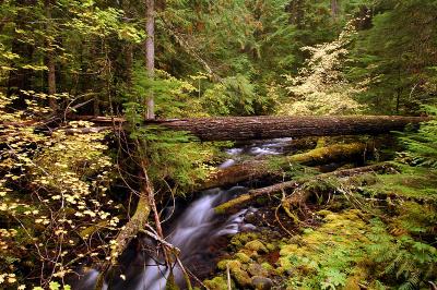 Pamelia Creek, fall study 2