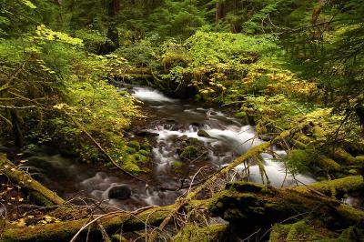 Pamelia Creek, fall study 5