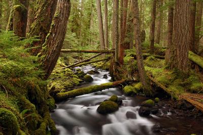 Pamelia Creek, fall study 7