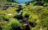 McGee Creek Meadows, Study 1