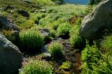 McGee Creek Meadows, Study 2