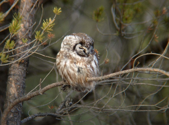 Boreal Owl 1