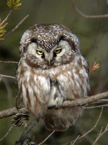 Boreal Owl 3