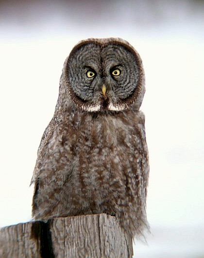 Great Gray Owl 1