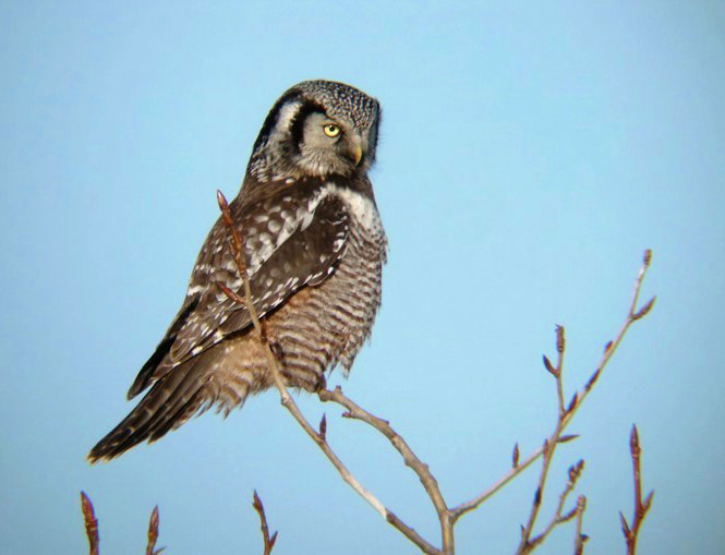 Northern Hawk Owl 1