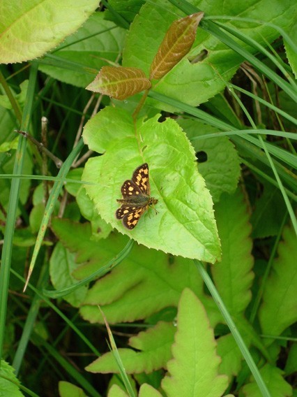 Arctic Skipper 1