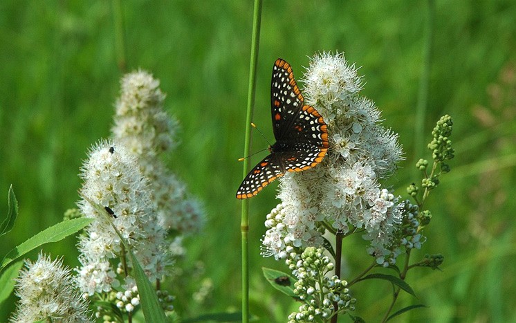 Baltimore Checkerspot