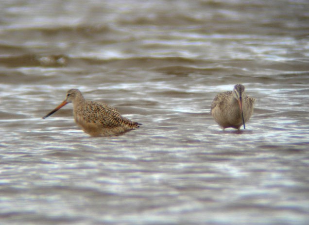 Marbled Godwits