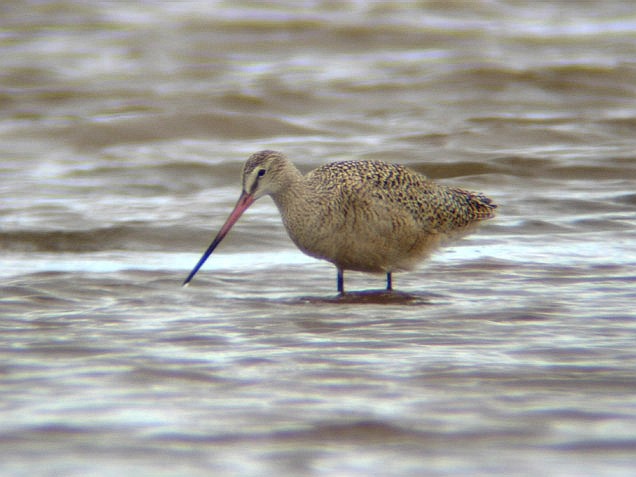 Marbled Godwit