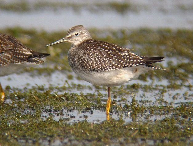 Lesser Yellowlegs