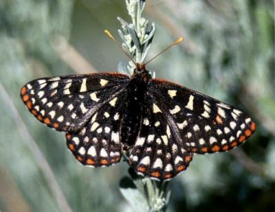 Variable Checkerspot