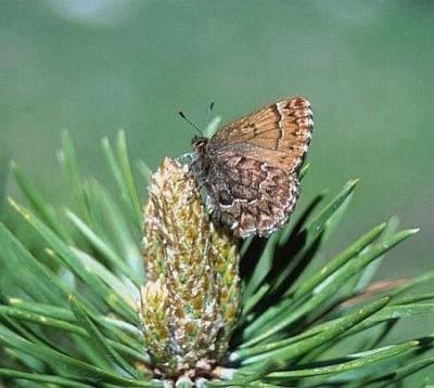 Western Pine Elfin