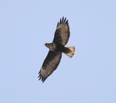 Harlan's Red-tailed Hawks