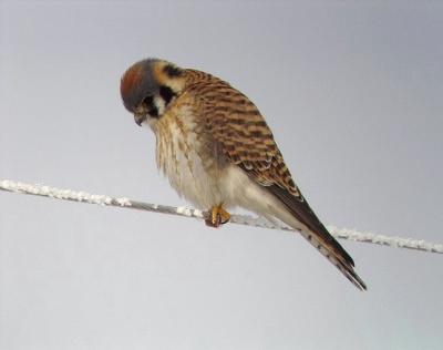American Kestrel 1
