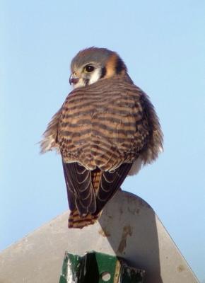 American Kestrel 2