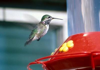 v3/61/576661/3/46482154.CalliopeHummingbird.jpg