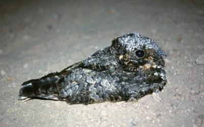 Common Poorwill