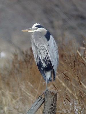 Great Blue Heron