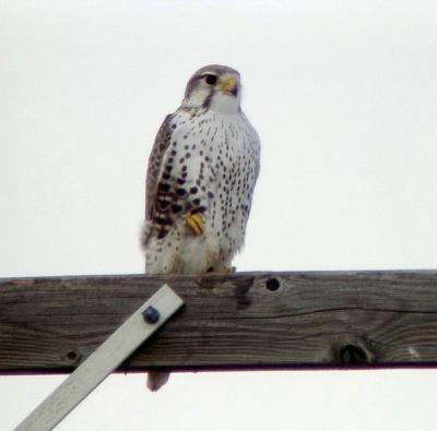 Prairie Falcon 1