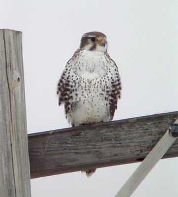 Prairie Falcon 2