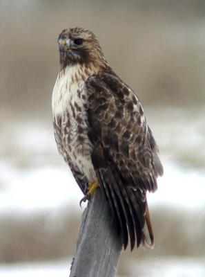 Red-tailed Hawk 1