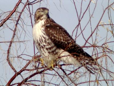 Red-tailed Hawk (immature)