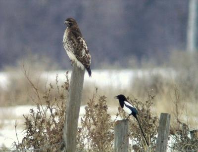 Red-tailed Hawk and Magpie