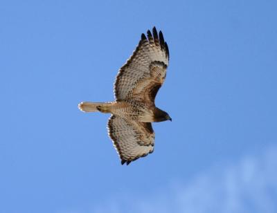 Red-tailed Hawk 7