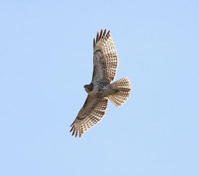 Red-tailed Hawk 8 (immature)
