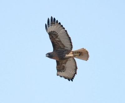 Red-tailed Hawk 10 (adult rufous)