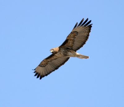 Red-tailed Hawk 11