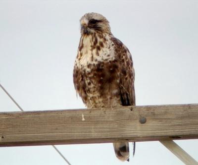 Rough-legged Hawk 1