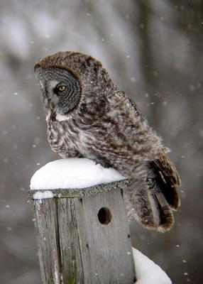 Great Gray Owl 3