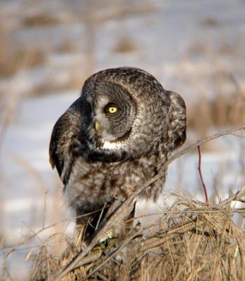 Great Gray Owl 5