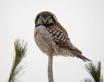 Northern Hawk Owl 2