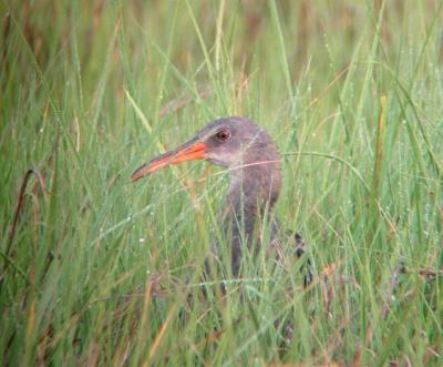 Clapper Rail