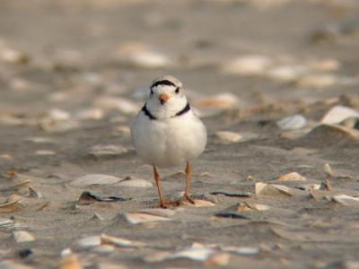 Piping Plover 2