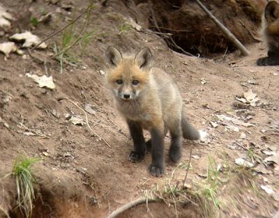 Red fox pup 1