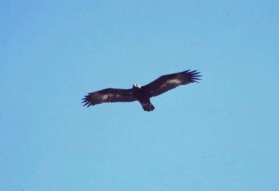 Golden Eagle (juvenile)