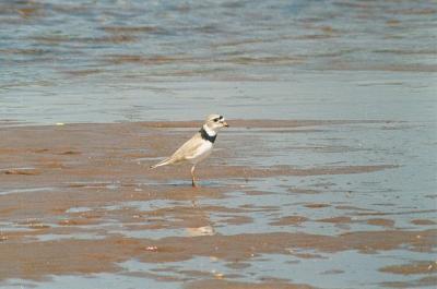 Piping Plover