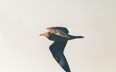 v3/61/576661/3/46483427.PomarineJaeger2.jpg