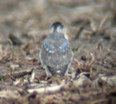 Prairie/Richardson's Merlin