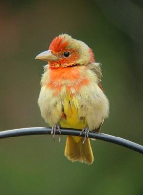 Summer Tanager 1
