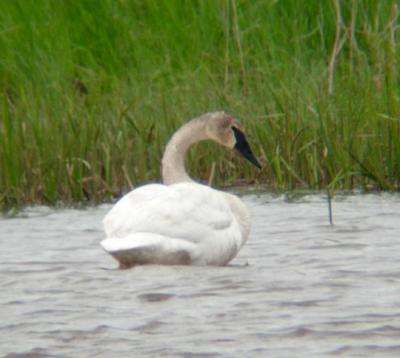 Trumpeter Swan