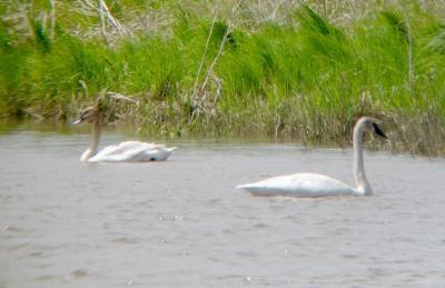 Tundra and Trumpeter Swan