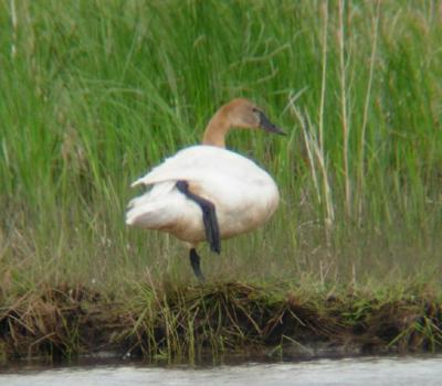 Tundra Swan in June