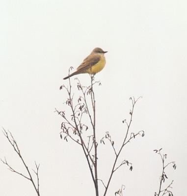 v3/61/576661/3/46483440.WesternKingbird1.jpg
