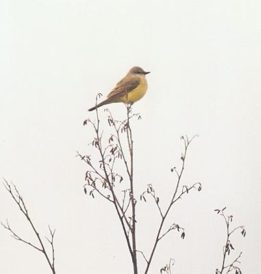 Western Kingbird