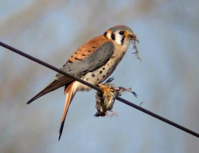 Amer Kestrel